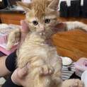 生後1か月すぎのラブリーにゃんこ①