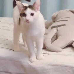 保護猫の譲渡会in小牧