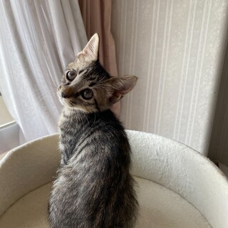 可愛いキジトラの男の子