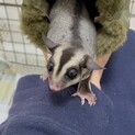 可愛がっていただけるかたを探しています
