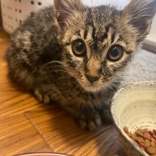 雑種キジトラの女の子です