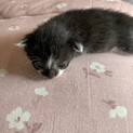 推定 生後10日程の子猫が5匹 ①