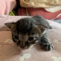 推定生後10日程の子猫5匹 ②