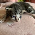 推定生後10日程の子猫5匹 ③
