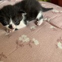 推定生後10日程の子猫5匹 ④