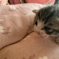 推定生後10日程の子猫5匹 ⑤