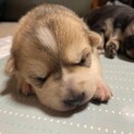 雑種の子犬　白　マドレーヌちゃん　里親様募集☆