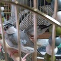 桜文鳥のペア