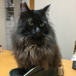 【3/26⭐️堺東にて譲渡会】参加猫ジジくん