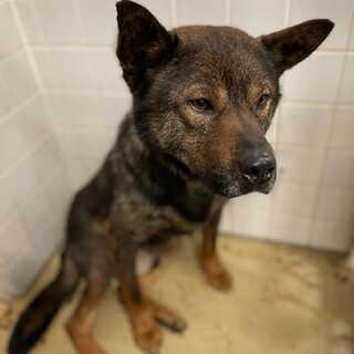 人馴れした動画あります、見てください！