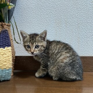 はな　三姉妹の長女です　空気砲が得意だよ