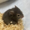 ゴールデンハムスターの赤ちゃん