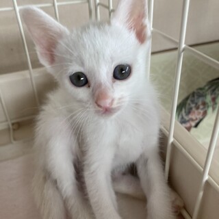 ありがとうございました★白猫　マルちゃん