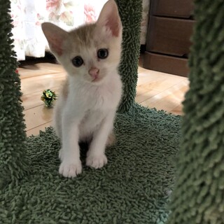 ありがとうございました★茶白のキョウちゃん