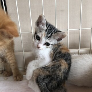 ありがとうございました★三毛猫　フクちゃん