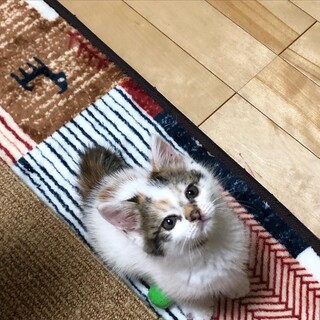 ふわふわ　ミケのマイちゃん