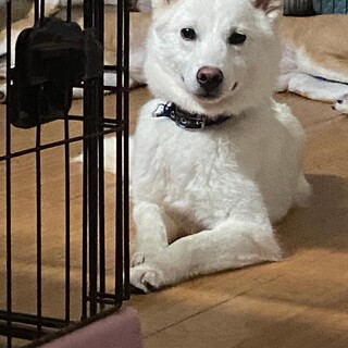 成犬ルルちゃんのずっとの家族を探しています