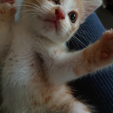 私事を一方的にですが、、家族増えました！名前は『天』(てん)です。男の子。詳細は又お話しに現れます(汗)仲良くしてください♪よろしくお願いします♪ 