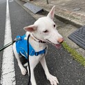 シャイなゆいくんの優しいお家をさがしています