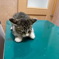 子猫ほごしました