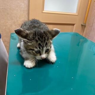 子猫ほごしました