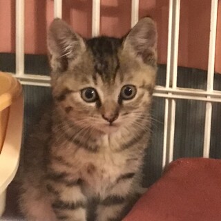 綺麗な縞模様キジトラ1ヶ月