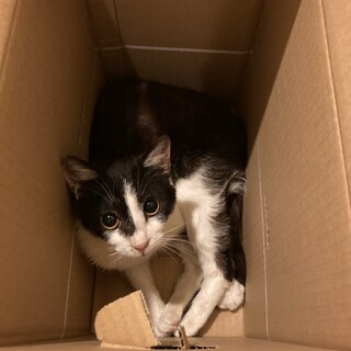 保護猫 猫エイズのアッシュくん