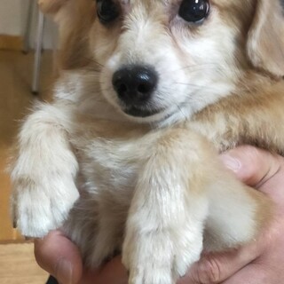 ポメ柴×ダックスのmixみいちゃん♪