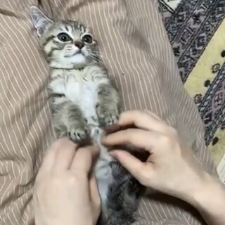 お目目パッチリ、トライアル決まりました