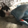 愛嬌たっぷり白黒のみー君の家族になって下さい！ サムネイル4