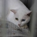 多頭飼育崩壊から収容の【シュガー】ちゃん