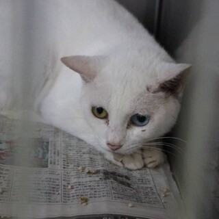 多頭飼育崩壊から収容の【シュガー】ちゃん