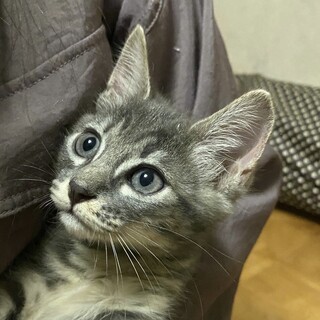 【アメ】グレー長毛アメショ風の食欲旺盛♪