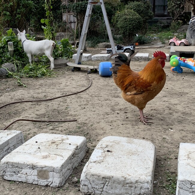 Ribon7728のカバー写真