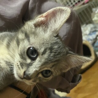 譲渡決定！【アオ】グレー長毛人懐こい男の子♪
