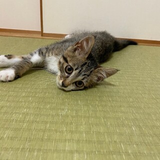 りょうくん^_^緊急里親募集中！！