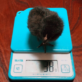 ニワトリ（アローカナ）雛