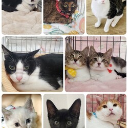 ねこざんまい譲渡会@東日本橋 サムネイル2