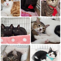 ねこざんまい譲渡会@東日本橋 サムネイル3