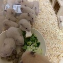 ハムスター里親募集