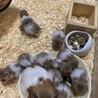 ハムスター里親募集 サムネイル2