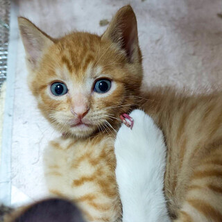 【6/26⭐️堺東にて譲渡会】参加猫ジゲンくん