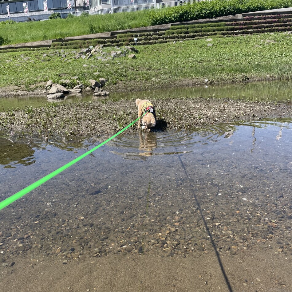 虎徹のカバー写真