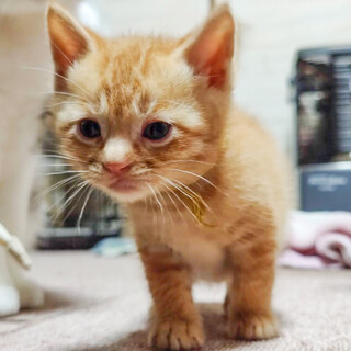 【6/26⭐️堺東にて譲渡会】参加猫ゴエモンくん