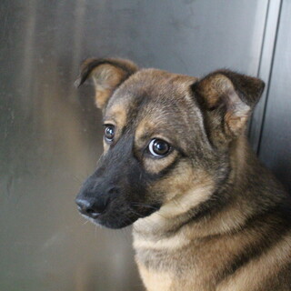 ミニシェパード風の風貌のコナンくん