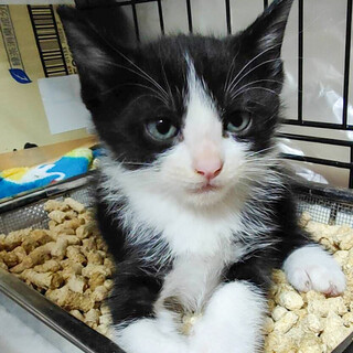 【6/26⭐️堺東にて譲渡会】参加猫クニオくん