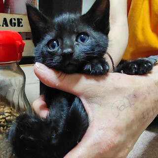 【6/26⭐️堺東にて譲渡会】参加猫トオルくん