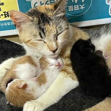 の写真