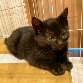 【6/26⭐️堺東にて譲渡会】参加猫ポンズくん