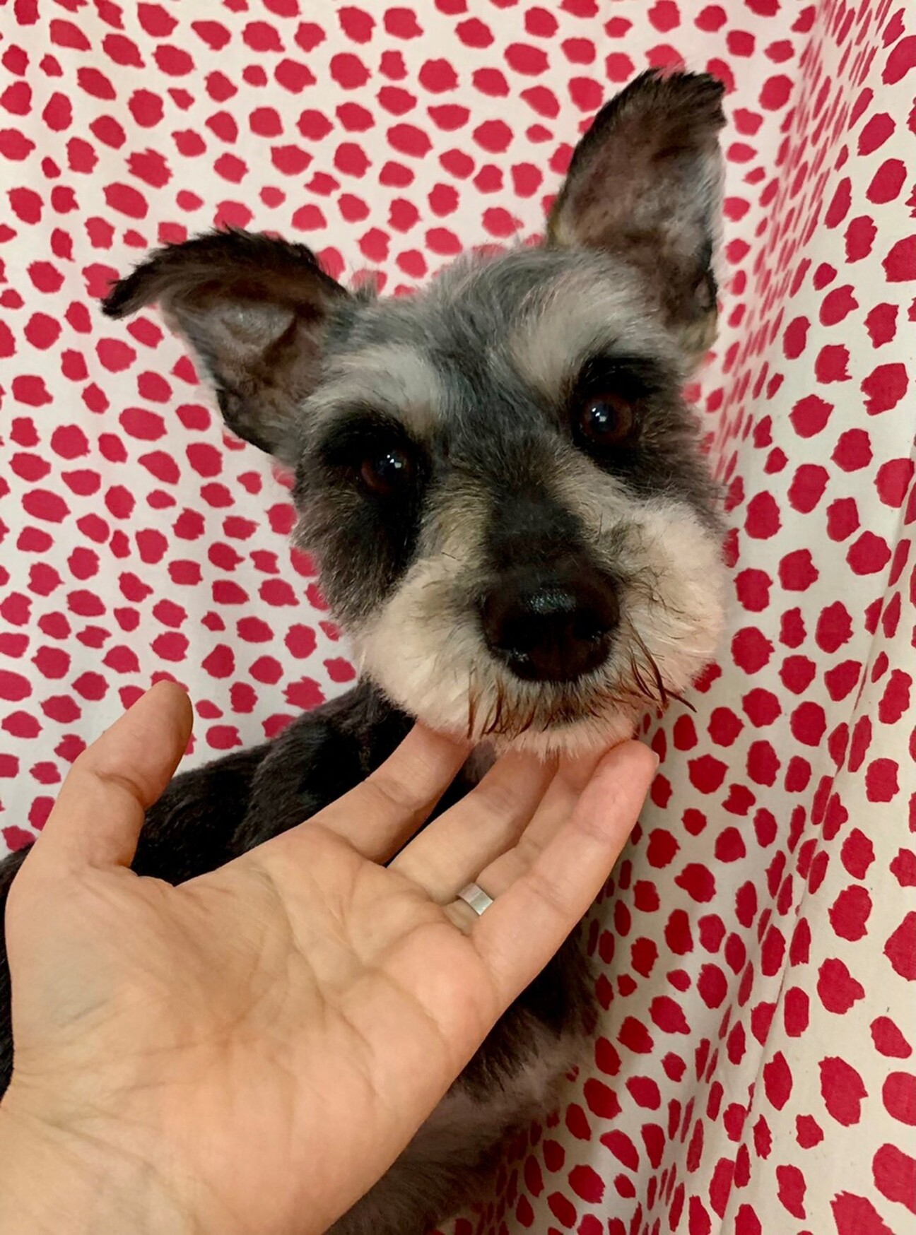 えのき 甘えん坊が見え隠 埼玉県 犬の里親募集 ペットのおうち 月間利用者150万人